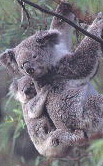 koala2.jpg (16320 bytes)